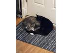 Adopt Roxie and Velma a Gray, Blue or Silver Tabby Tabby / Mixed (short coat)