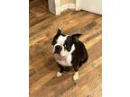 Adopt Frank a Black - with White Boston Terrier / Mixed dog in Canton