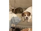 Adopt Rover a White - with Red, Golden, Orange or Chestnut Beagle / Mixed dog in