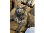 Adopt Boo boo snowflake a Gray or Blue (Mostly) American Wirehair / Mixed