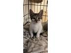 Adopt Green Bean a White (Mostly) Domestic Shorthair cat in New York