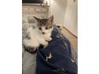 Adopt Baby Spinach a White (Mostly) Domestic Shorthair cat in New York