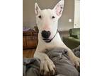 Adopt Guido a White Bull Terrier / Mixed dog in Chandler, AZ (41152309)