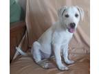 Adopt Bonnie a Tan/Yellow/Fawn - with White Labrador Retriever / Mixed dog in