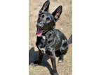 Adopt Jake a German Shepherd Dog / Mixed dog in Great Bend, KS (41320716)