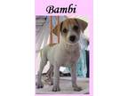 Adopt Bambi a Tan/Yellow/Fawn Labrador Retriever / Mixed dog in Huntington