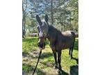 Adopt Candy a Bay Warmblood horse in Woodstock, IL (41432158)