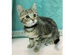 Adopt George a Domestic Shorthair / Mixed (short coat) cat in Columbus