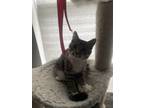 Adopt garfield a Gray or Blue (Mostly) Domestic Shorthair / Mixed (short coat)