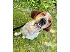 Adopt Oliver a Redbone Coonhound / Mixed dog in Maple Ridge, BC (41366549)