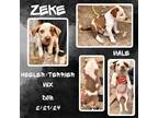 Adopt Zeke a White Australian Cattle Dog / Mixed dog in Caldwell, TX (41299152)