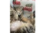 Adopt Starling a Gray, Blue or Silver Tabby Domestic Shorthair cat in Toledo