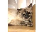 Adopt Sheba a Tan or Fawn Siamese (medium coat) cat in West Hills, CA (41432124)