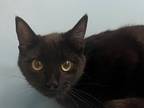 Adopt Holly a All Black Domestic Shorthair / Domestic Shorthair / Mixed cat in