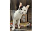 Adopt HECTOR a White Domestic Shorthair / Domestic Shorthair / Mixed cat in