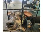 Adopt Lassie a Black Miniature Pinscher / Mixed dog in Dodgeville, WI (41366885)