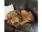 Adopt Loki a Tan/Yellow/Fawn Golden Retriever / German Shepherd Dog / Mixed dog