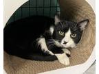Adopt Parsley a All Black Domestic Shorthair / Domestic Shorthair / Mixed cat in
