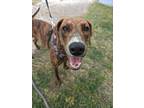 Adopt Bekka a Brown/Chocolate Plott Hound / Mixed dog in Aransas Pass
