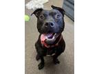 Adopt Uno a Black American Pit Bull Terrier / Mixed Breed (Medium) / Mixed