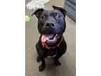 Adopt Uno a Black American Pit Bull Terrier / Mixed dog in Twinsburg