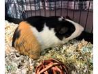 Adopt Cubbs a Black Guinea Pig / Guinea Pig / Mixed small animal in Willmar