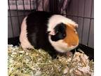 Adopt Evin a White Guinea Pig / Guinea Pig / Mixed small animal in Willmar