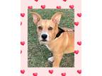 Adopt Bo a Red/Golden/Orange/Chestnut Corgi / Hound (Unknown Type) / Mixed dog
