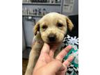 Adopt Josette a Labrador Retriever / Mixed dog in Darlington, SC (41429998)