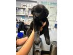 Adopt Jiggle a Labrador Retriever / Mixed dog in Darlington, SC (41429997)