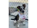 Adopt Angus a Tricolor (Tan/Brown & Black & White) Cattle Dog / Mixed dog in