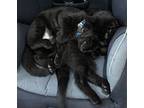 Adopt Spots a Black (Mostly) Bombay / Mixed (short coat) cat in Farmersville