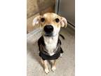 Adopt LUNA a Black German Shepherd Dog / Mixed dog in Fort Worth, TX (39082830)
