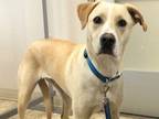 Adopt Greg a Tan/Yellow/Fawn Mixed Breed (Large) / Mixed dog in Georgetown