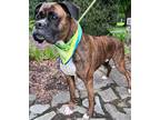 Adopt King a Black Boxer / Mixed dog in Midland, VA (41420479)