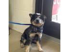Adopt 55895993 a Black Australian Cattle Dog / Mixed dog in Fort Worth