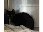 Adopt Scoop a All Black Domestic Shorthair / Domestic Shorthair / Mixed cat in