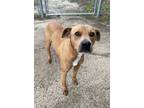 Adopt Lilo 24-d0206-HW+ a Brown/Chocolate Mixed Breed (Medium) / Mixed dog in