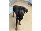 Adopt Douski a Black Mixed Breed (Large) / Mixed dog in Chamblee, GA (41432061)