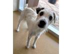 Adopt Widget a White Jack Russell Terrier / Mixed dog in North Richland Hills