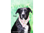 Adopt Sage a Black Catahoula Leopard Dog / Mixed dog in Cedar Rapids