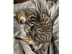 Adopt Pookie a Brown Tabby Tabby / Mixed (short coat) cat in Lauderdale Lakes