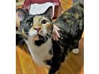 Adopt Autumn a Calico or Dilute Calico Domestic Shorthair (short coat) cat in