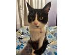 Adopt Harper a Domestic Shorthair / Mixed (short coat) cat in Fond du Lac
