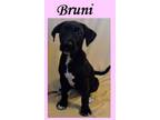 Adopt Bruni a Black - with White Labrador Retriever / Mixed dog in Huntington