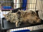 Adopt Angel a Brown Tabby Domestic Mediumhair (medium coat) cat in Houston