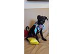 Adopt Beatrice a Black - with White Labrador Retriever / Mixed dog in