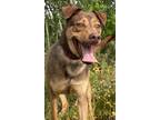 Adopt Grayson a Tan/Yellow/Fawn Shepherd (Unknown Type) / Mixed dog in San