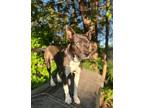 Adopt Josie a Mixed Breed (Medium) / Mixed dog in Fond du Lac, WI (41239189)