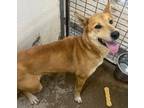 Adopt Elsa a Shepherd (Unknown Type) / Mixed Breed (Medium) / Mixed dog in Tool